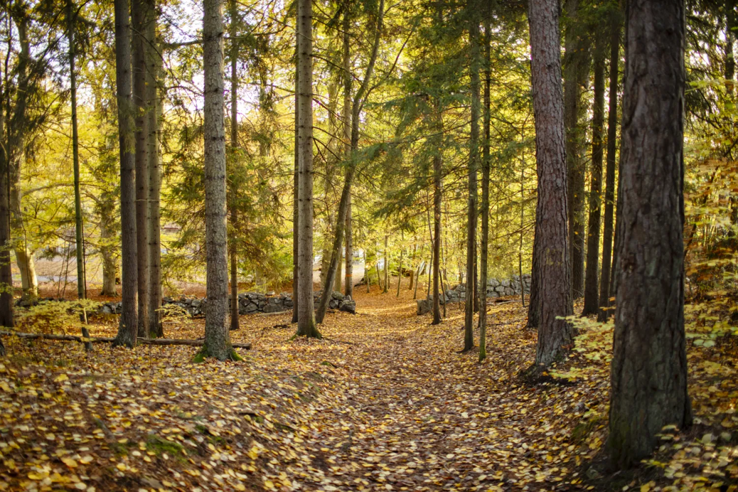 Gåseborg skog