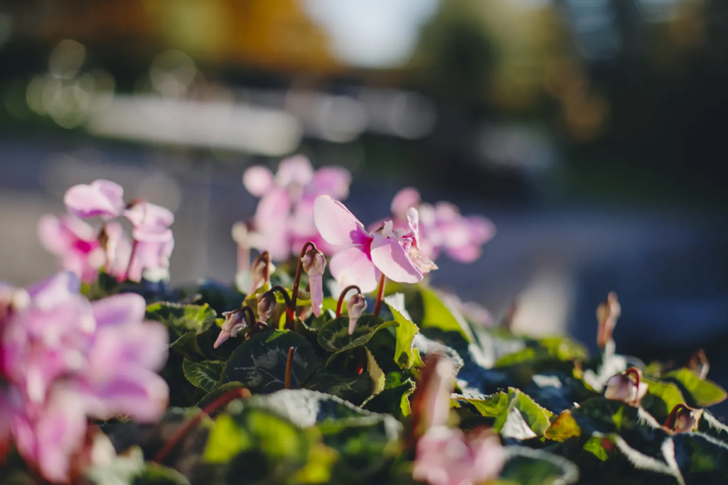 Görväln blommor