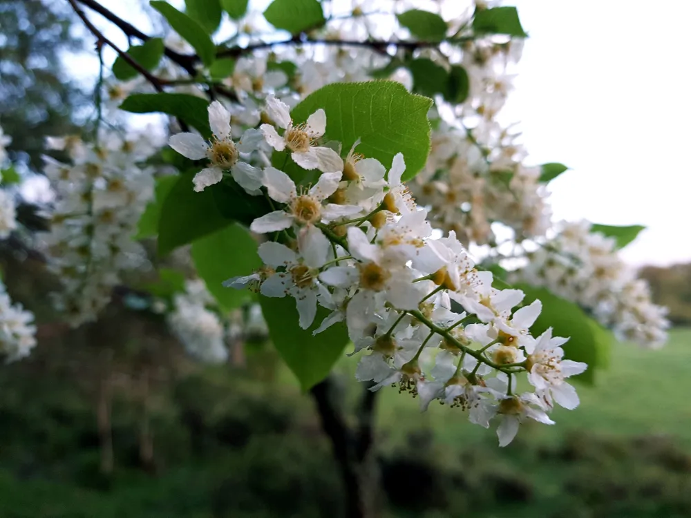 Hägg i blomning