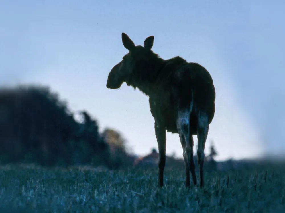 Älg i skymning