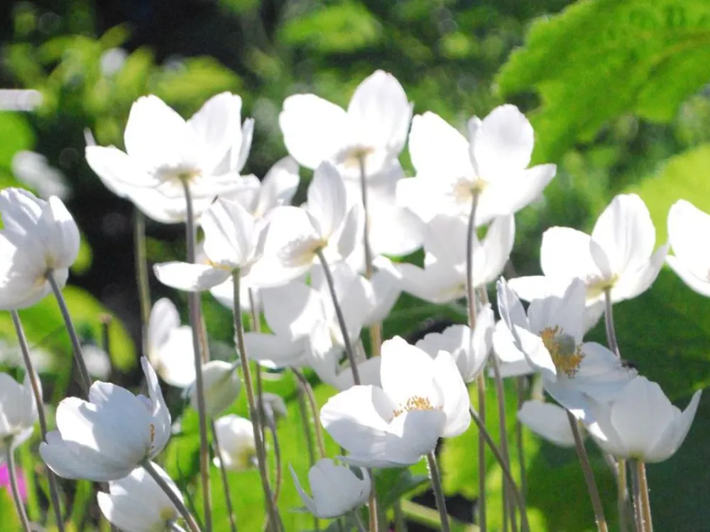 Blommor