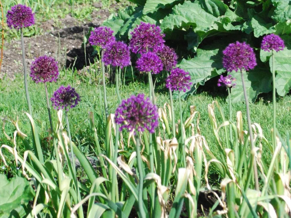Blommor vid Görväln