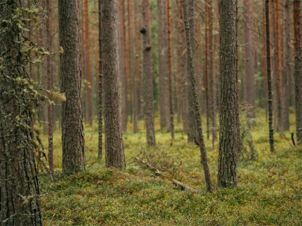 Naturhäng