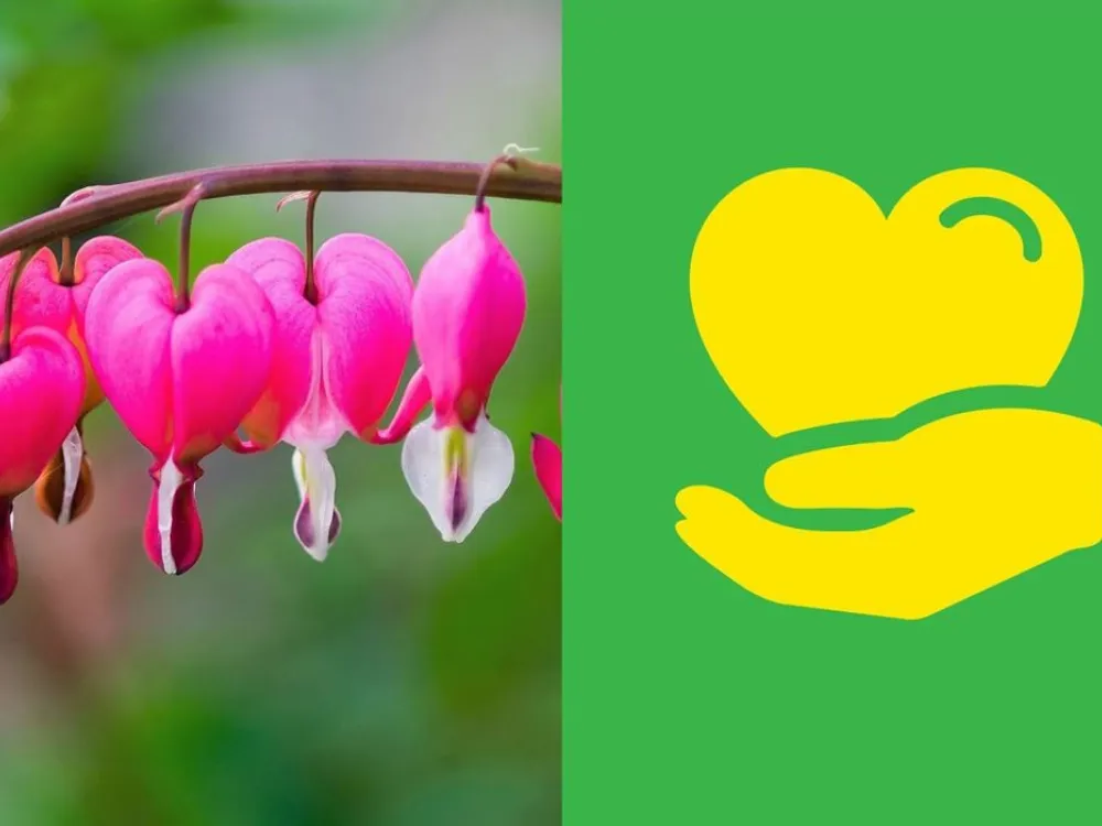 blommor och piktogram med hand med hjärta