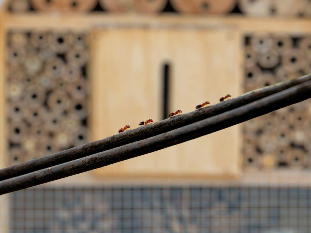 Myror framför insektshotell